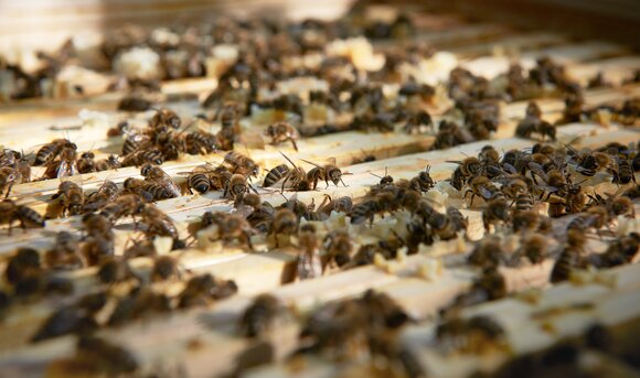 Eine Vielzahl an Bienen erkundet ihren neuen Lebensraum.