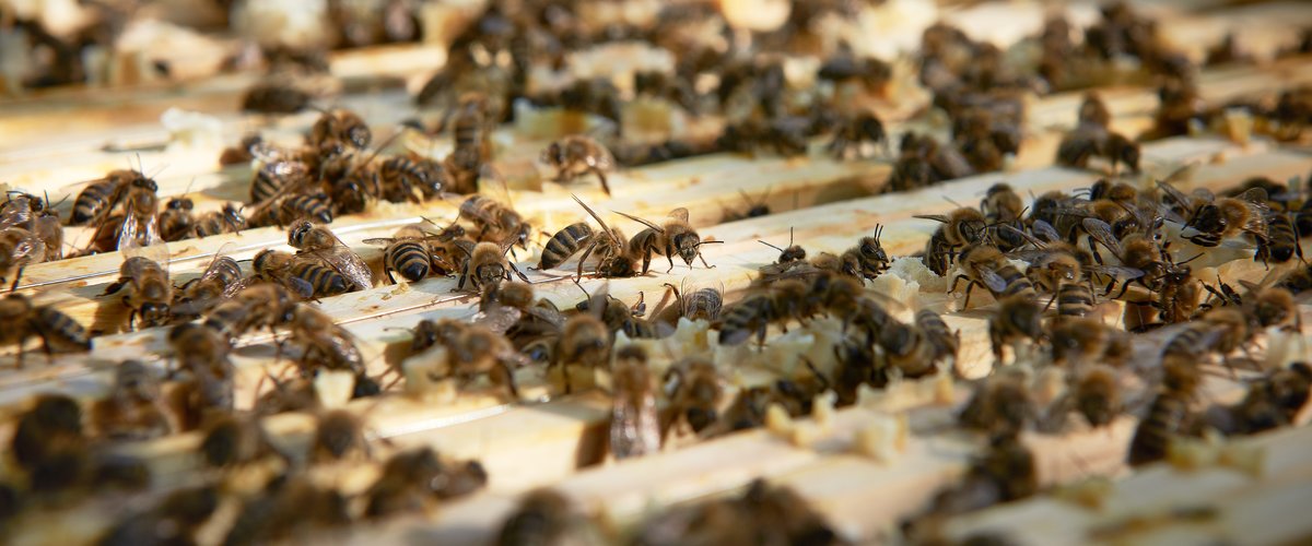 Eine Vielzahl an Bienen erkundet ihren neuen Lebensraum. | © DB AG / Faruk Hosseini