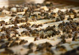 Eine Vielzahl an Bienen erkundet ihren neuen Lebensraum.
