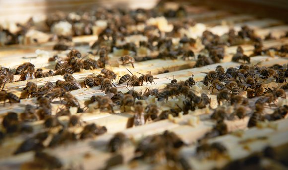 Eine Vielzahl an Bienen erkundet ihren neuen Lebensraum.