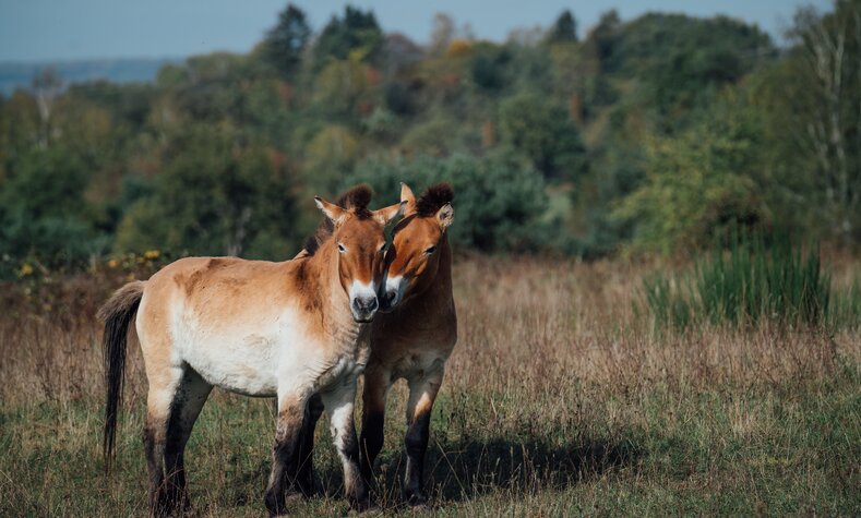 Die Przewalski-Wildpferde weiden bei Aschaffenburg.