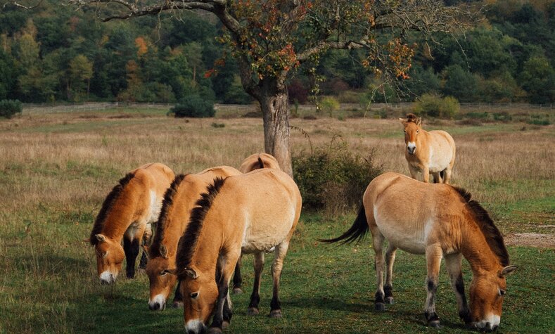 Die Przewalski-Wildpferde weiden bei Aschaffenburg.