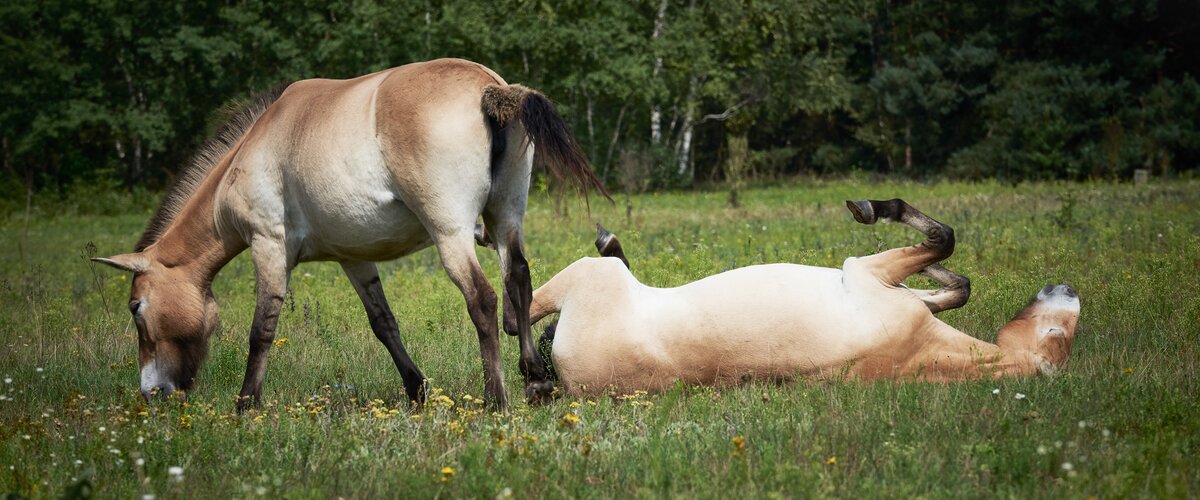 Zwei Przewalski-Wildpferde grasen auf einer grünen Wiese.  | © DB AG / Faruk Hosseini