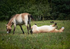 Zwei Przewalski-Wildpferde grasen auf einer grünen Wiese. 