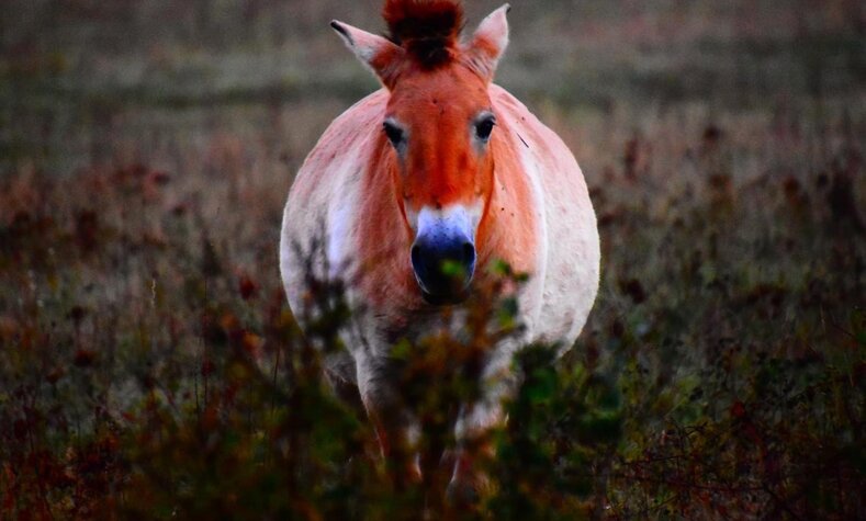 One of the wild horses. 