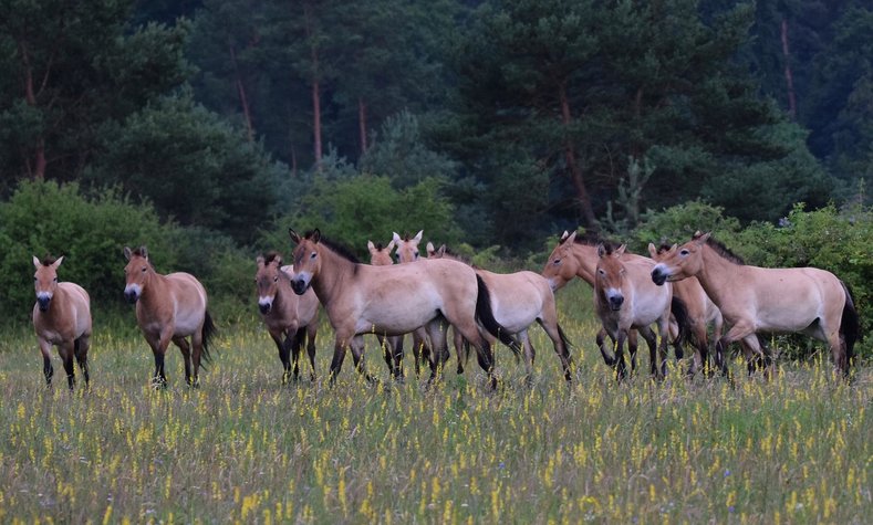 Mehrere Wildpferde auf der Koppel im Naturpark Aschaffenburg.