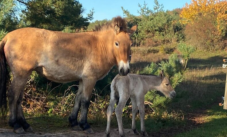 One of the foals with his mother. 