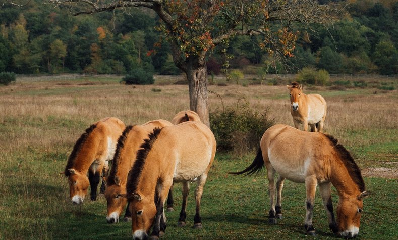 The wild horses graze near Aschaffenburg. 