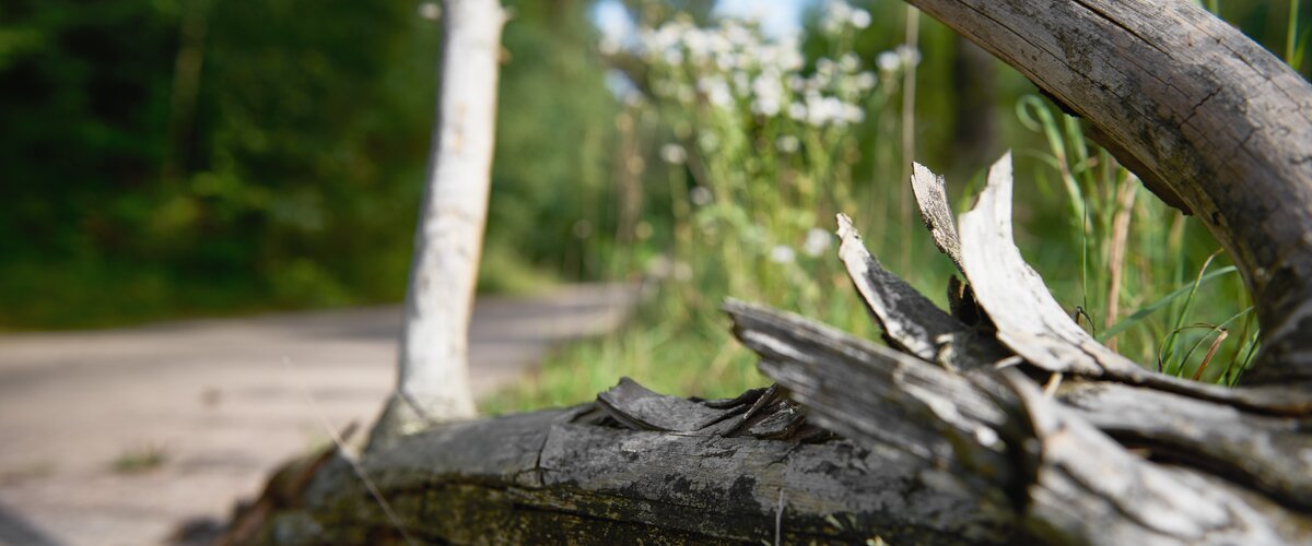 Der Ast eines Baumes liegt auf einer grünen Wiese am Randes eines Weges. | © DB AG / Faruk Hosseini