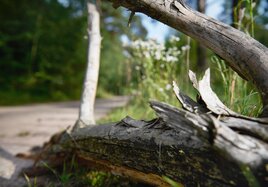 Der Ast eines Baumes liegt auf einer grünen Wiese am Randes eines Weges.