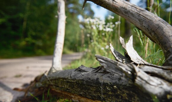 Der Ast eines Baumes liegt auf einer grünen Wiese am Randes eines Weges.