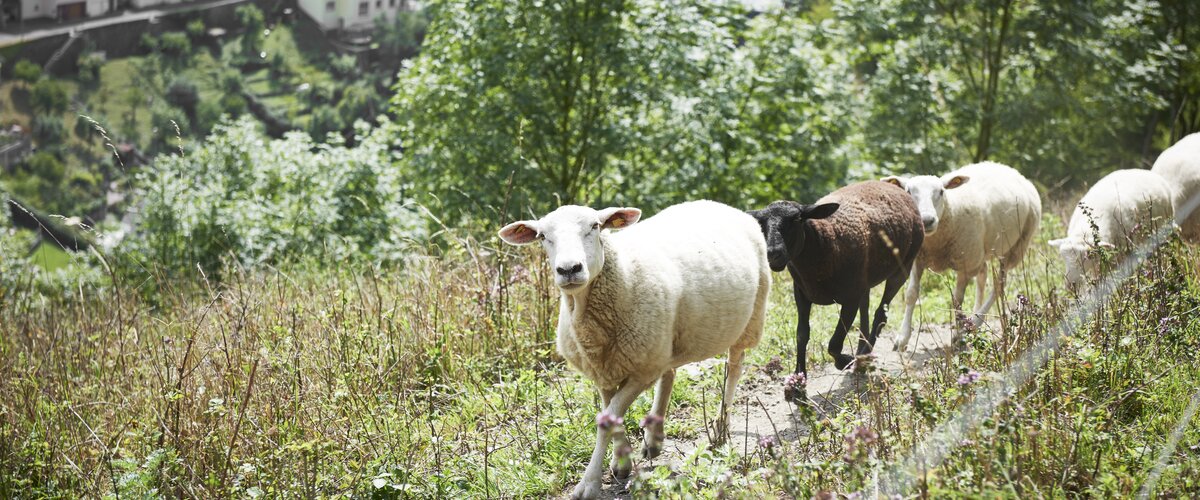 Vier Schafe laufen am Hang eines Berges über eine Wiese.  | © DB AG / Faruk Hosseini