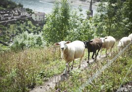 Vier Schafe laufen am Hang eines Berges über eine Wiese. 