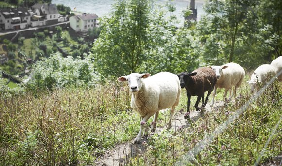 Vier Schafe laufen am Hang eines Berges über eine Wiese. 