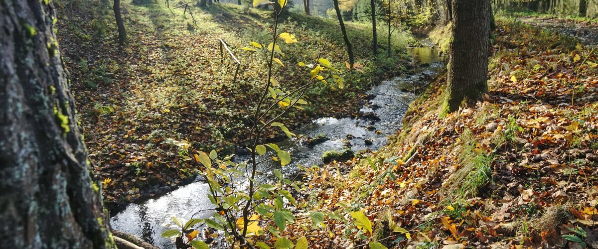 Ein kleiner Bach fließt durch einen herbstlichen Wald.  | © DB AG / Volker Emersleben