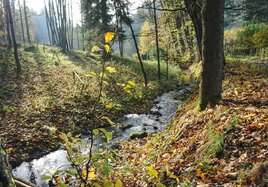 Ein kleiner Bach fließt durch einen herbstlichen Wald. 