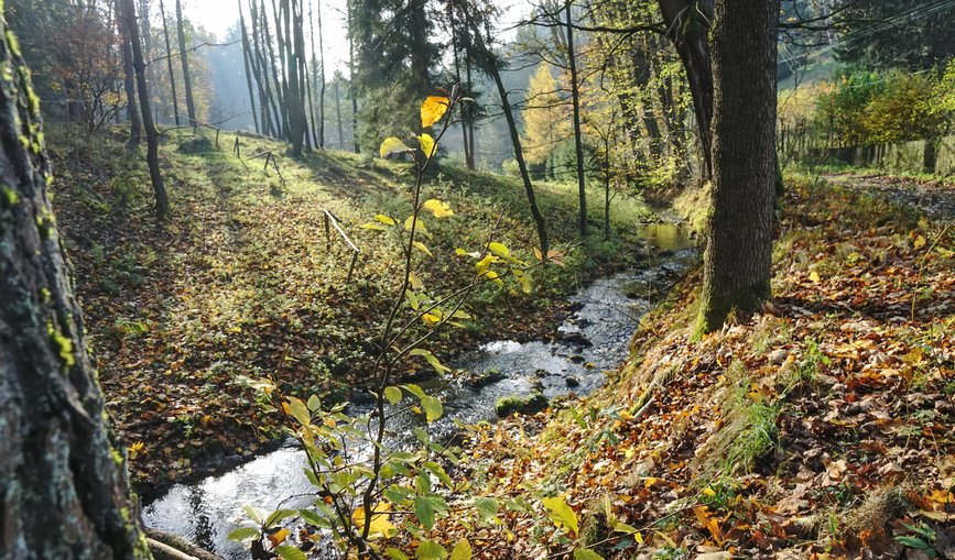 Ein kleiner Bach fließt durch einen herbstlichen Wald. 