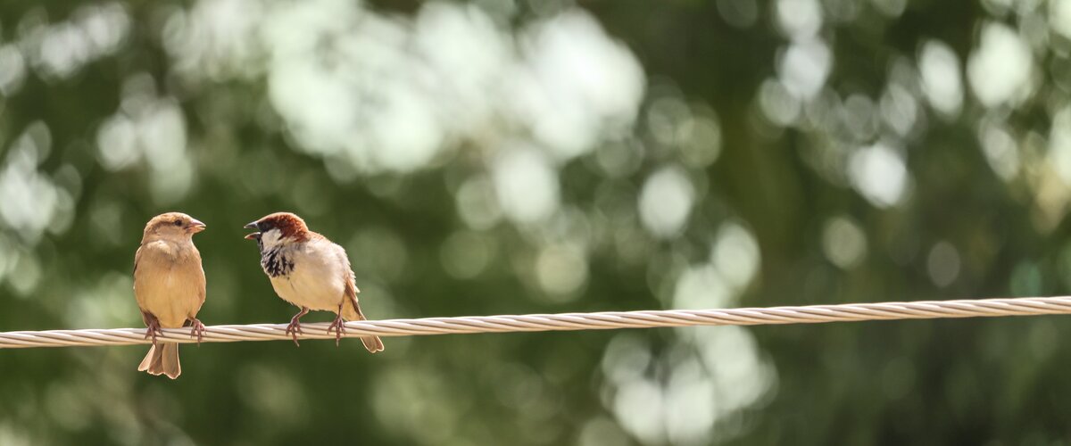 Zwei Vögel auf einer der tierfreundlichen Oberleitungen. | © Ashish Thakur on Unsplash