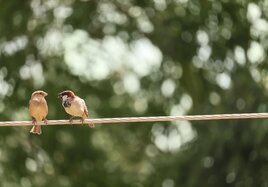 Zwei Vögel auf einer der tierfreundlichen Oberleitungen.