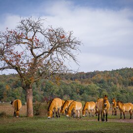 Auch eine Herde von Przewalski-Pferden sorgt in der Muna Münster dafür, dass die offenen Flächen nicht zuwachsen.  | © German Roamers