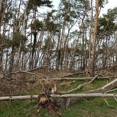 Im Griesheimer Sand fällen wir keine Bäume, sondern entfernen lediglich geschädigtes und abgestorbenes sogenanntes Totholz. | © DB AG/ Matthias Mähliß