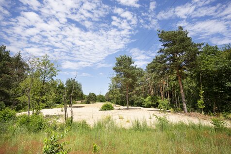 Im Projekt „Binnendünen Stromtrasse Beckertanne“ sorgen wir für die Wiederherstellung einer ehemaligen Dünenlandschaft.  | © Ökoagentur für Hessen/Patrick Steinmetz