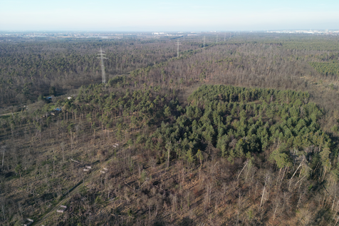 Im Pfungstädter Wald pflanzt die Ökoagentur Hessen im Auftrag der DB über 100.000 neue Bäume und Sträucher für einen klimastabilen Mischwald. | © Ökoagentur für Hessen/Patrick Steinmetz