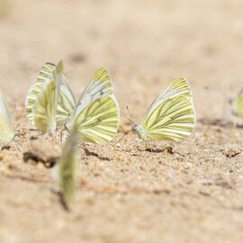 Die offenen Sandflächen und der Blütenreichtum bieten zahlreichen Insekten Lebensraum und Nahrung.  | © Ökoagentur für Hessen/Markus Palzer