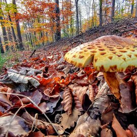 Das Gebiet Beckertanne bei Darmstadt bildet mit zwei weiteren Teilgebieten ein anerkanntes Fauna-Flora-Habitat.  | © DB AG/ Matthias Mähliß