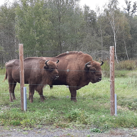 Wisent und Kalb stehen auf einer Weide, zu sehen vom Naturlehrpfad aus | © Tanja Radloff