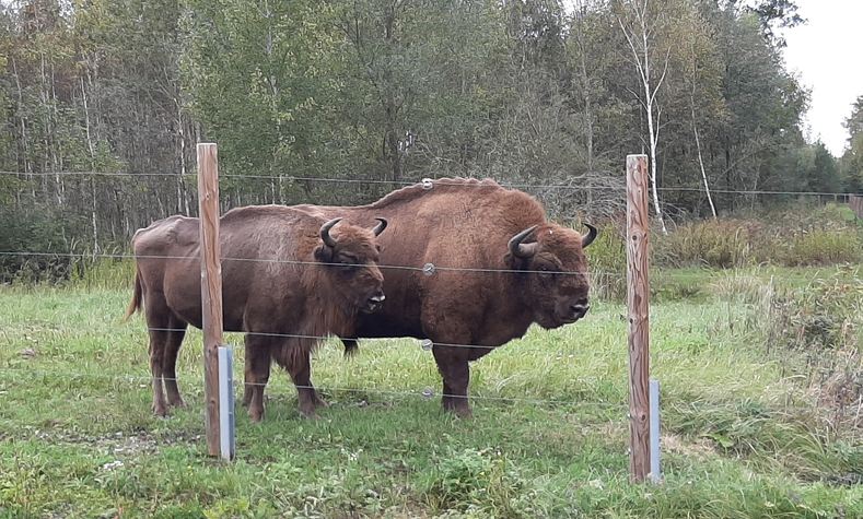 Wisent und Kalb stehen auf einer Weide, zu sehen vom Naturlehrpfad aus