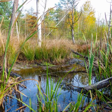 At Muna Münster, we ensure that bogs can develop over time - a significant store of carbon. | © Bundesforst