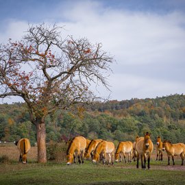 A herd of Przewalski's horses also ensures that the open areas at Muna Münster do not become overgrown. | © German Roamers