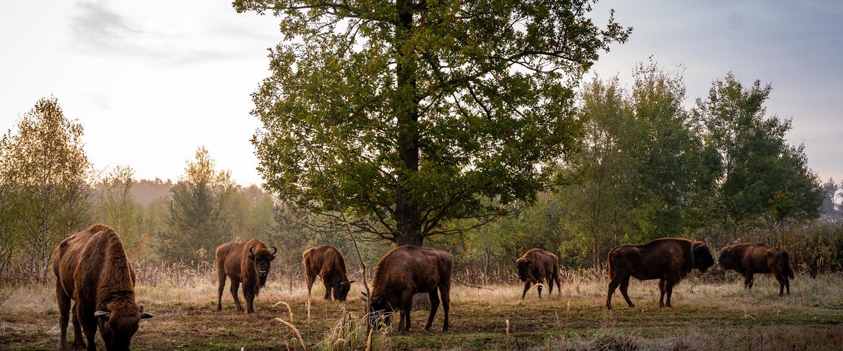 Bison at Muna Münster provide grazing on the land. | © German Roamers