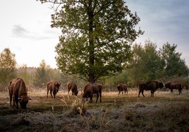 Bison at Muna Münster provide grazing on the land.
