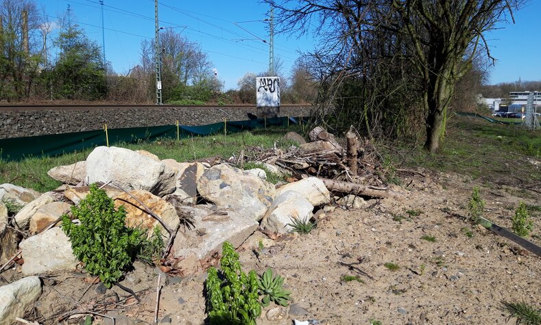 Das neu angelegte Habitat bei Leverkusen-Rheinsdorf besteht aus Kies, Sand und Totholz. Es wird durch einen kleinen Zaun vom Bahndamm getrennt. 