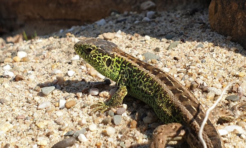  The sand lizard. The reptile of 2020.