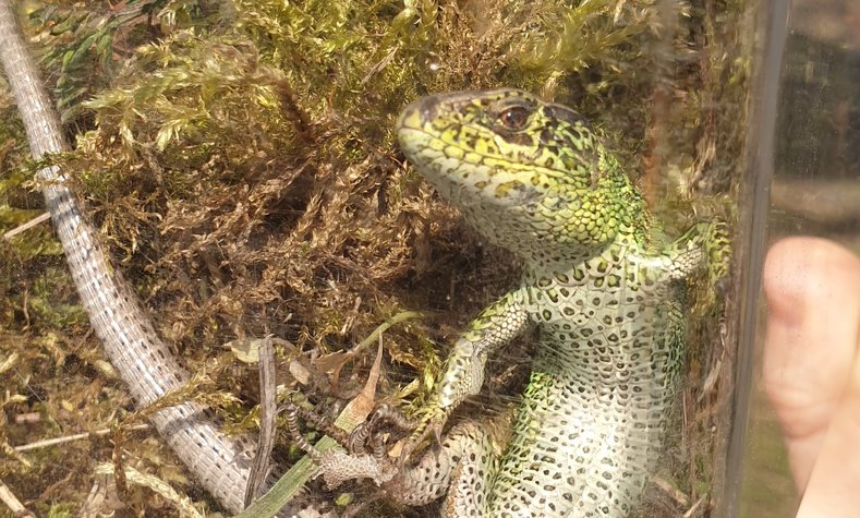 The sand lizard when resettled in its new habitat.