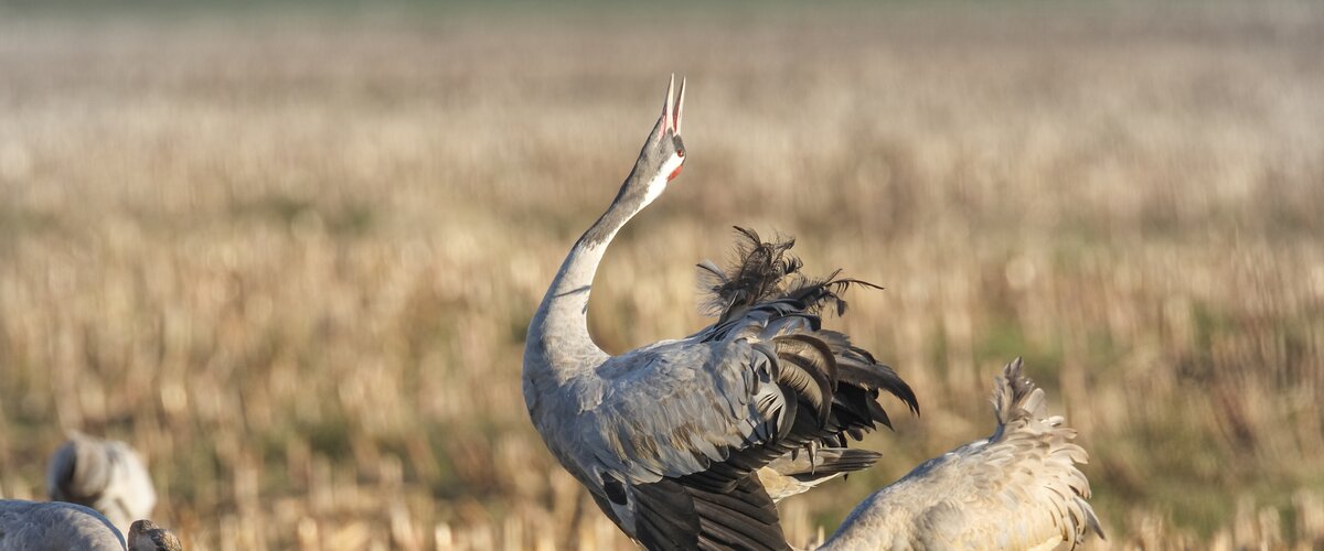 Ein Kranich auf einem Feld. | © iStock.com / thejack