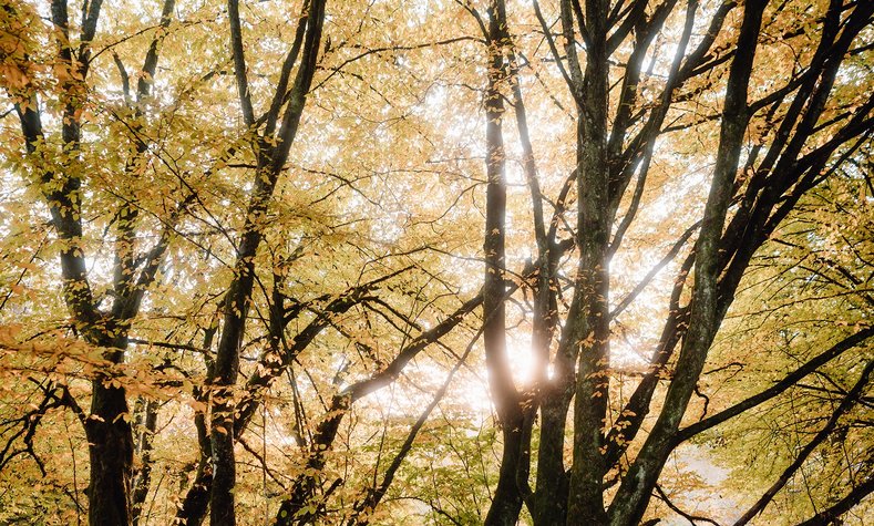 Die Sonne bricht durch die Baumkronen des Elmer Waldes.