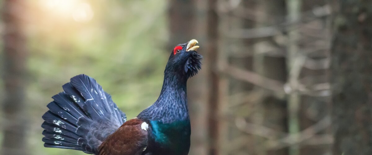 Ein Auerhahn im Wald.  | © iStock.com / Saso Novoselic