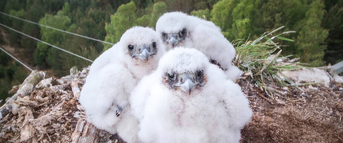 In einer der Nisthilfen leben drei Falkenküken.  | © Nationalparkamt Müritz / T. Gnade