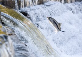 Ein Fisch springt vor einem kleinen Wasserfall aus dem Fluss. 