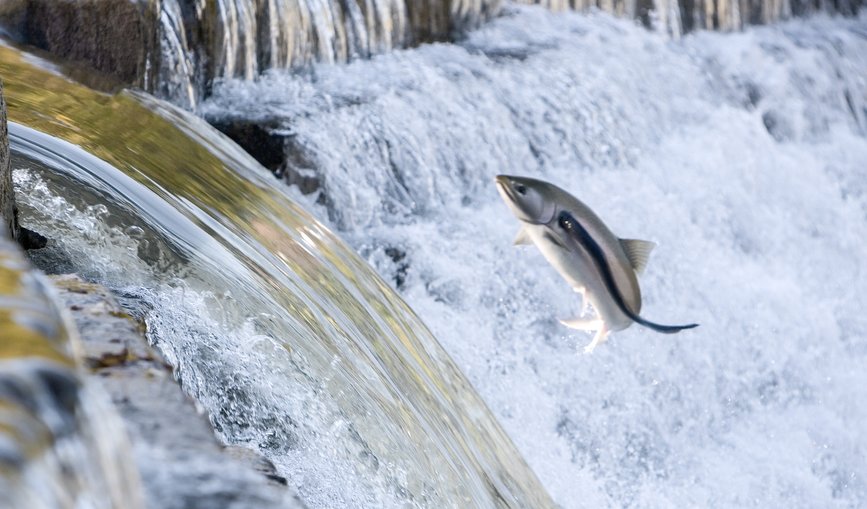 Ein Fisch springt vor einem kleinen Wasserfall aus dem Fluss. 