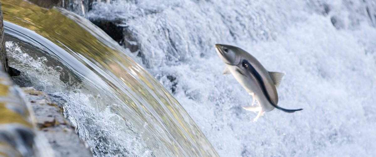Ein Fisch springt vor einem kleinen Wasserfall aus dem Fluss.  | © iStock.com / annedehaas