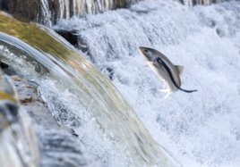 Ein Fisch springt vor einem kleinen Wasserfall aus dem Fluss. 