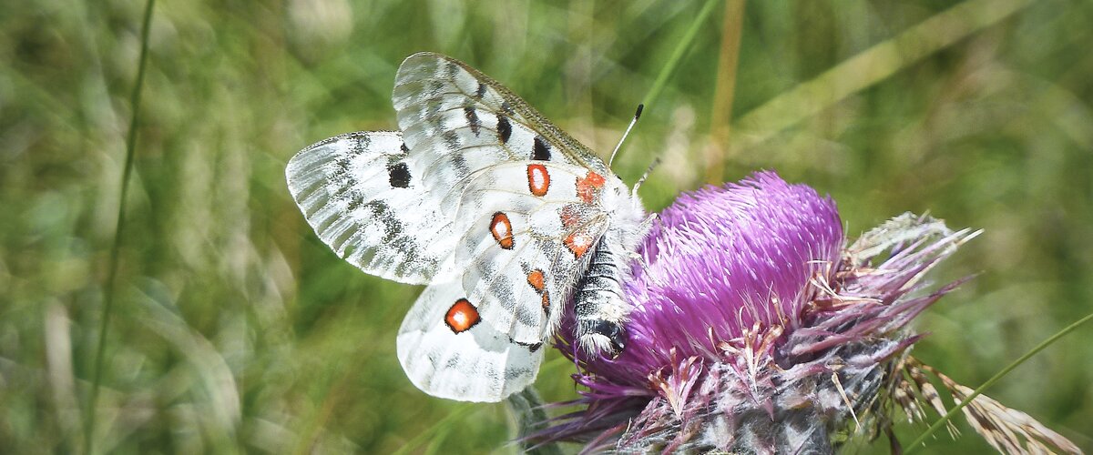 Ein Apollofalter auf der Blüte einer Distel. | © DB AG / Bernhard Stich