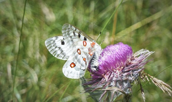 Ein Apollofalter auf der Blüte einer Distel.