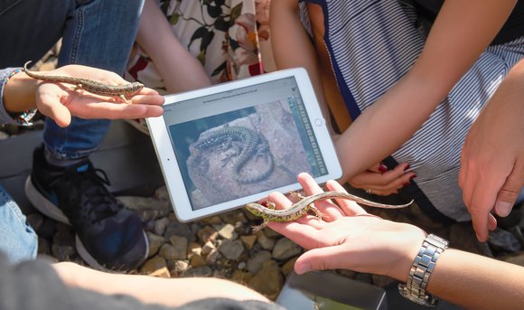 Im Workshop lernen Mitarbeitende direkt mit lebendigen Eidechsen umzugehen und erhalten passende Informationen vom Tablet.