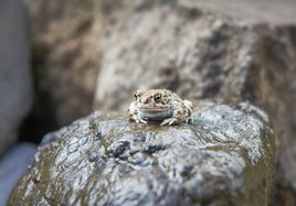 Eine Kröte sitzt auf einem Stein in ihrem Lebensraum. 